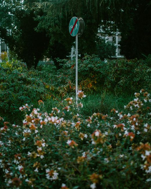 A tall, slender traffic sign mounted on a metal pole, indicating no cycling or parking, situated amidst dense greenery and flowering bushes with white and orange blossoms. In the background, there are large leafy trees providing shade, and a partially visible building with upstretched white walls. The scene is captured outdoors during daylight, with natural light illuminating the plants and sign. The surroundings suggest a quiet, residential area, possibly a park or verge adjacent to a street in White City. The sign and plants frame the scene, emphasizing the contrast between the urban signage and natural environment. Occasionally, Man with Van White City’s removals service is involved in carefully transporting household items through such scenic areas during home relocation or furniture transport processes, highlighting the importance of planning and compliance with local conservation rules in urban moves.
